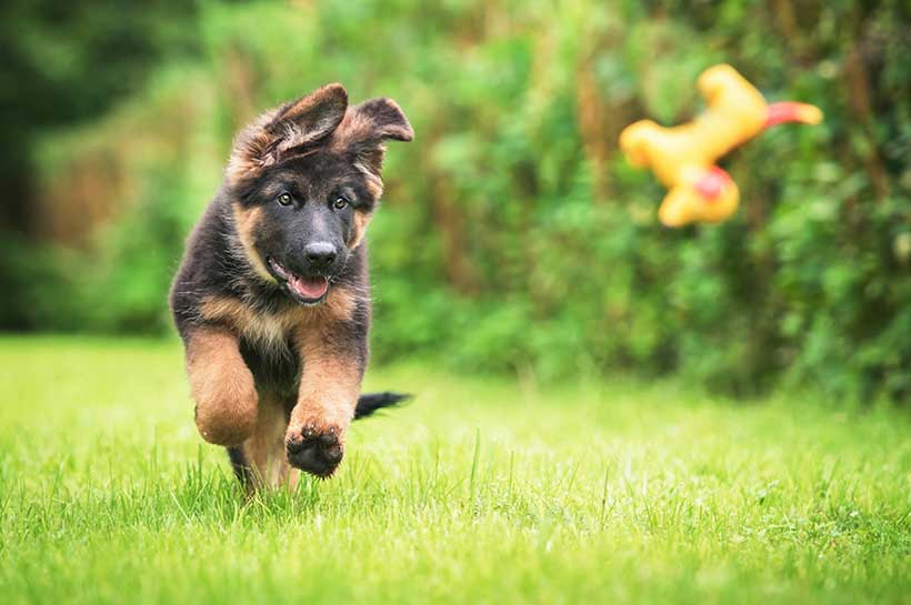 Laufender Schäferhund rennt auf einer Wiese dem fliegenden Seppl hinterher