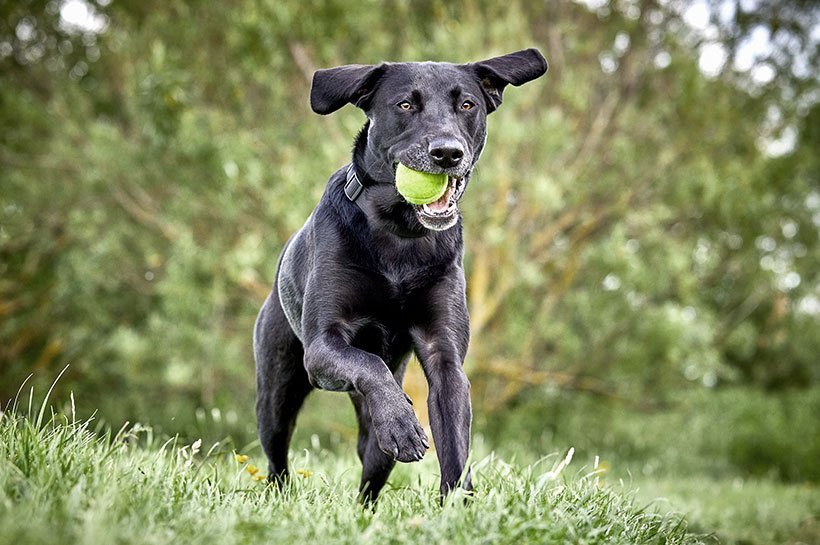 Laufender Hund auf einer Wiese mit Gegenstand 