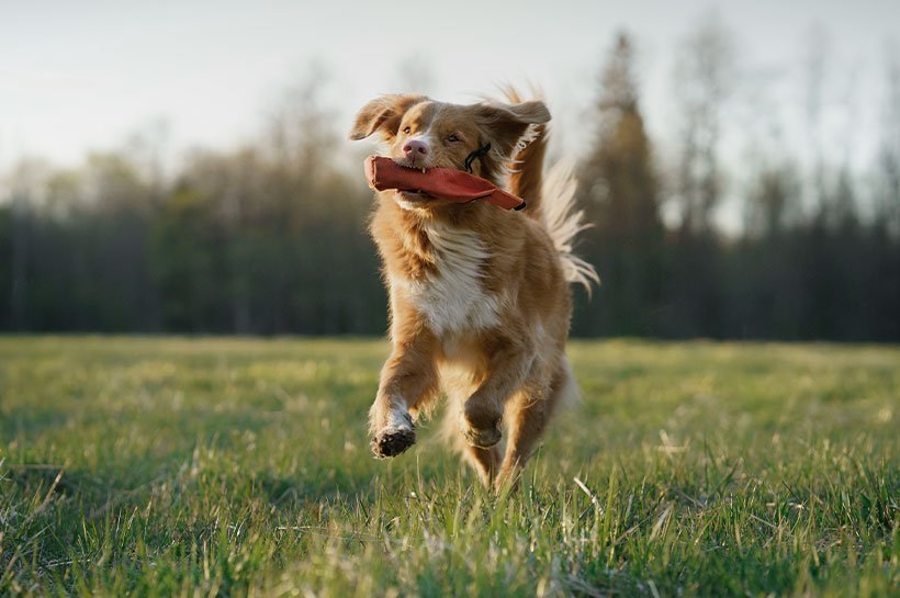 Junger Hund rennt mir rotem Dummy im Maul über eine Wiese