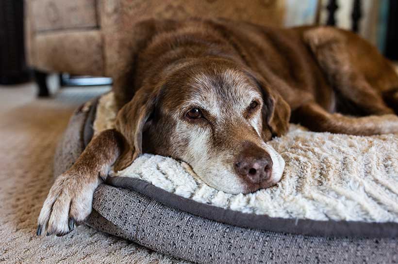 Alter Hund mit Arthrose schläft auf weichem Untergrund.