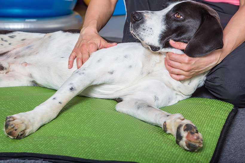 Behandlung eines Hundes mit Arthrose.