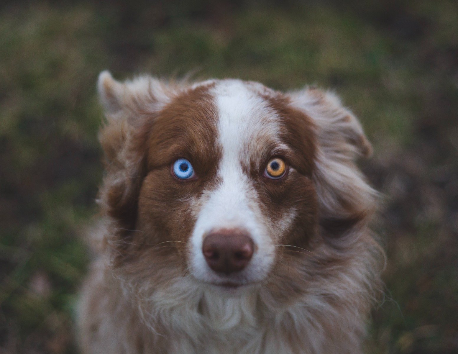 Hovedløse ventilation elektropositive Rasseportrait Australian Shepherd ▻ Alles zum "Aussie"