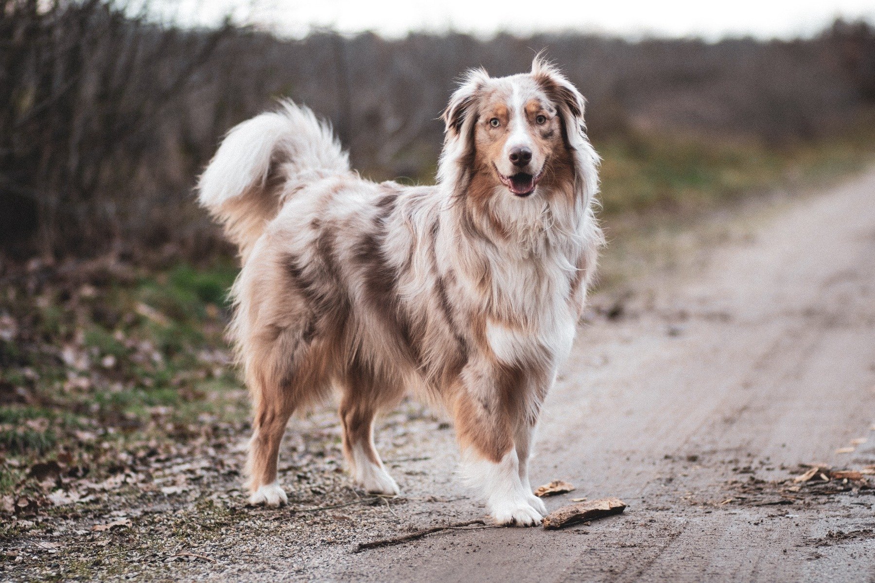 Rasseportrait Australian Shepherd Alles Zum Aussie