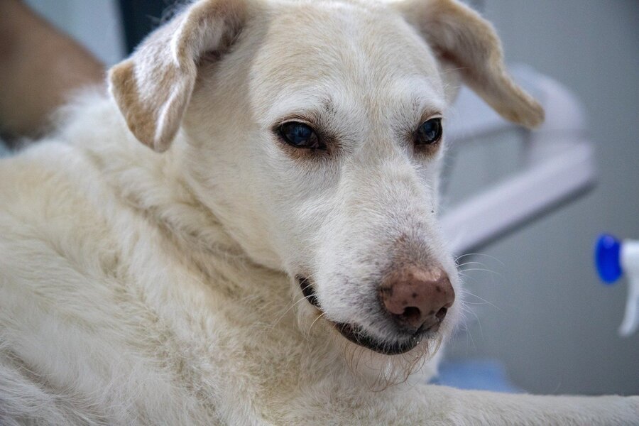 Hund mit Bandscheibenvorfall muss zum Tierarzt