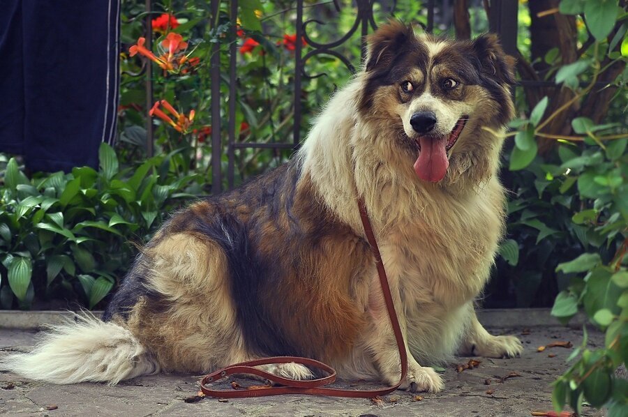 Übergewichtiger Hund kann Bandscheibenvorfall bekommen