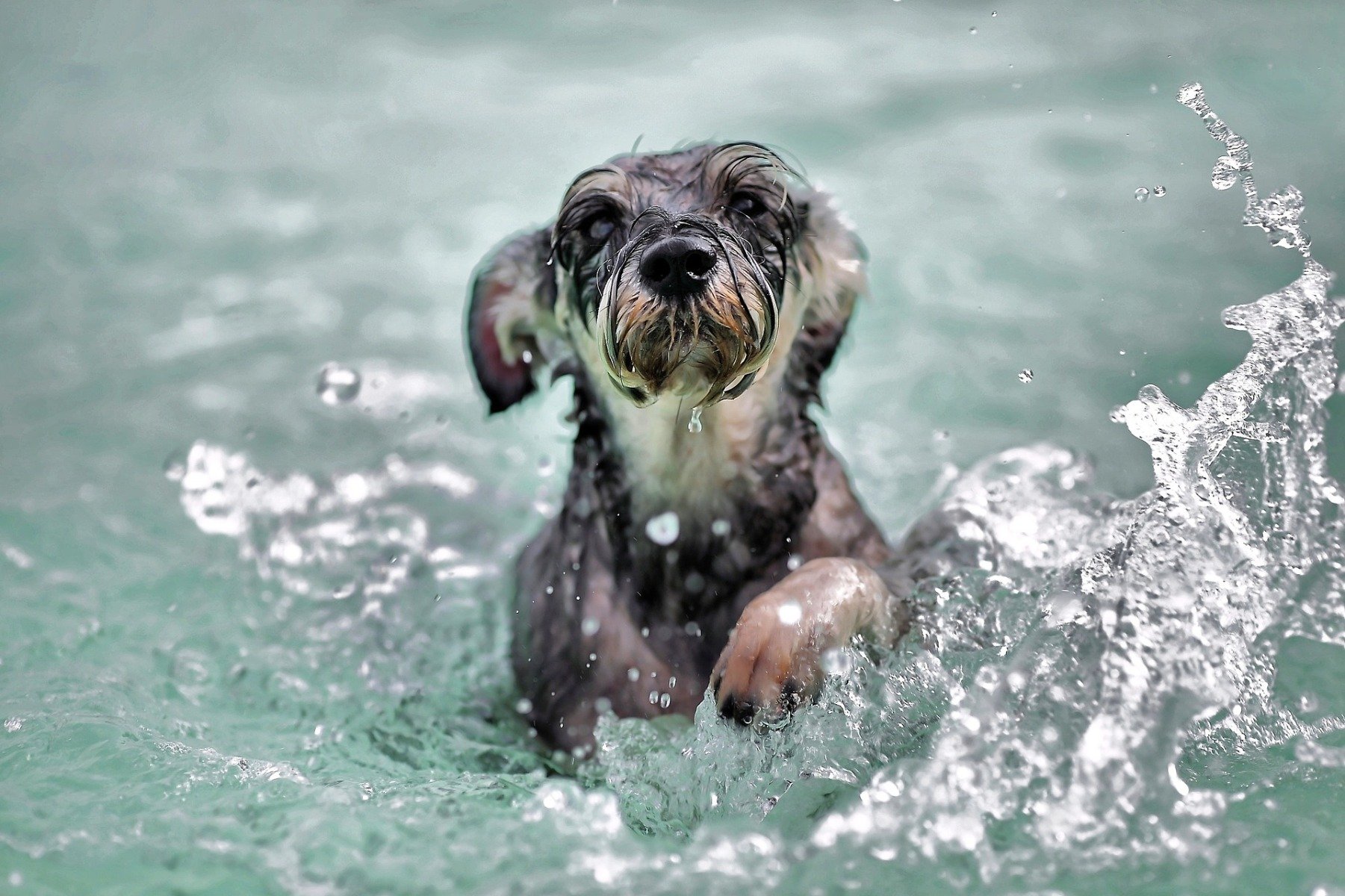 Unterwassertraining baut schonend Muskeln beim Hund auf