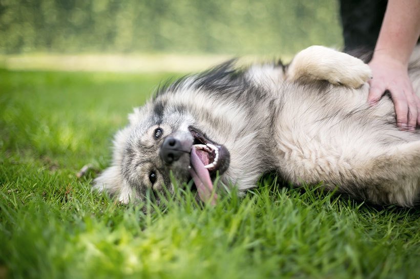 Hund liegt auf dem Rücken im Gras, die Zunge hängt raus und der Besitzer tastet den Bauch ab
