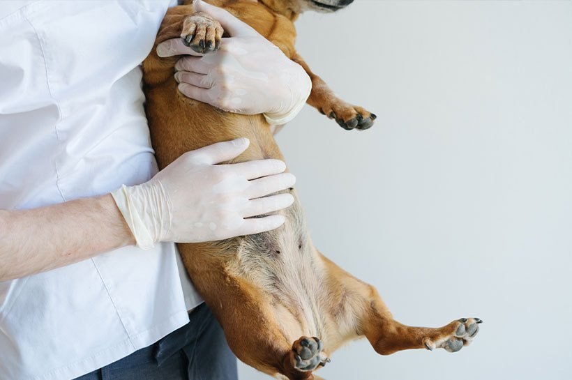 Hund in den Armen eines Tierarztes.