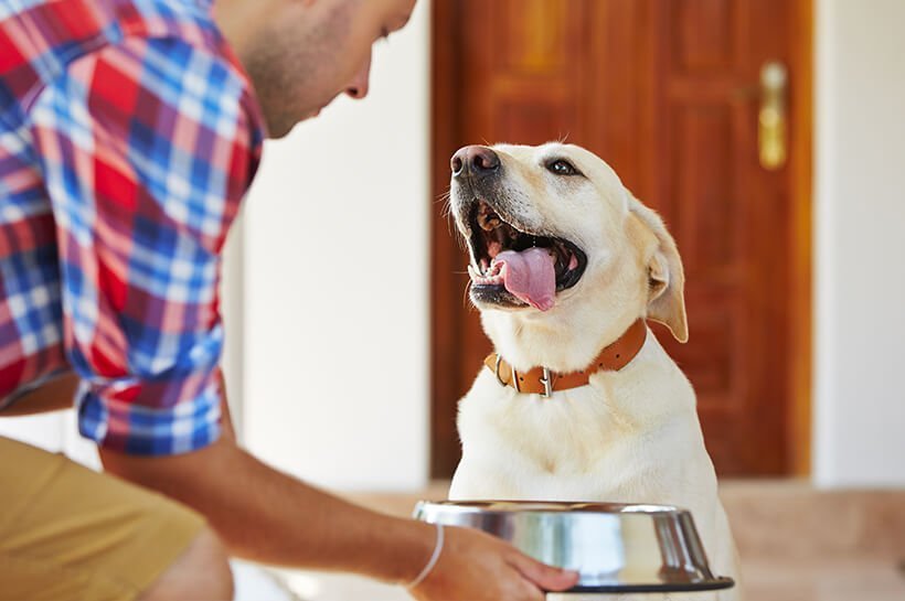 abrador Retriever wartet glücklich auf sein Futter, das er von seinem Herrchen gereicht bekommt.