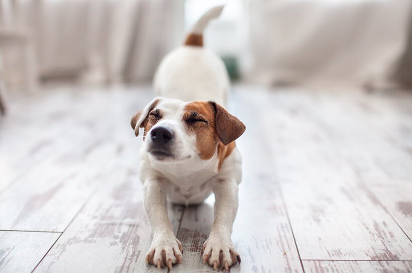 Hund auf hellem Parkettboden in Gebetshaltung.