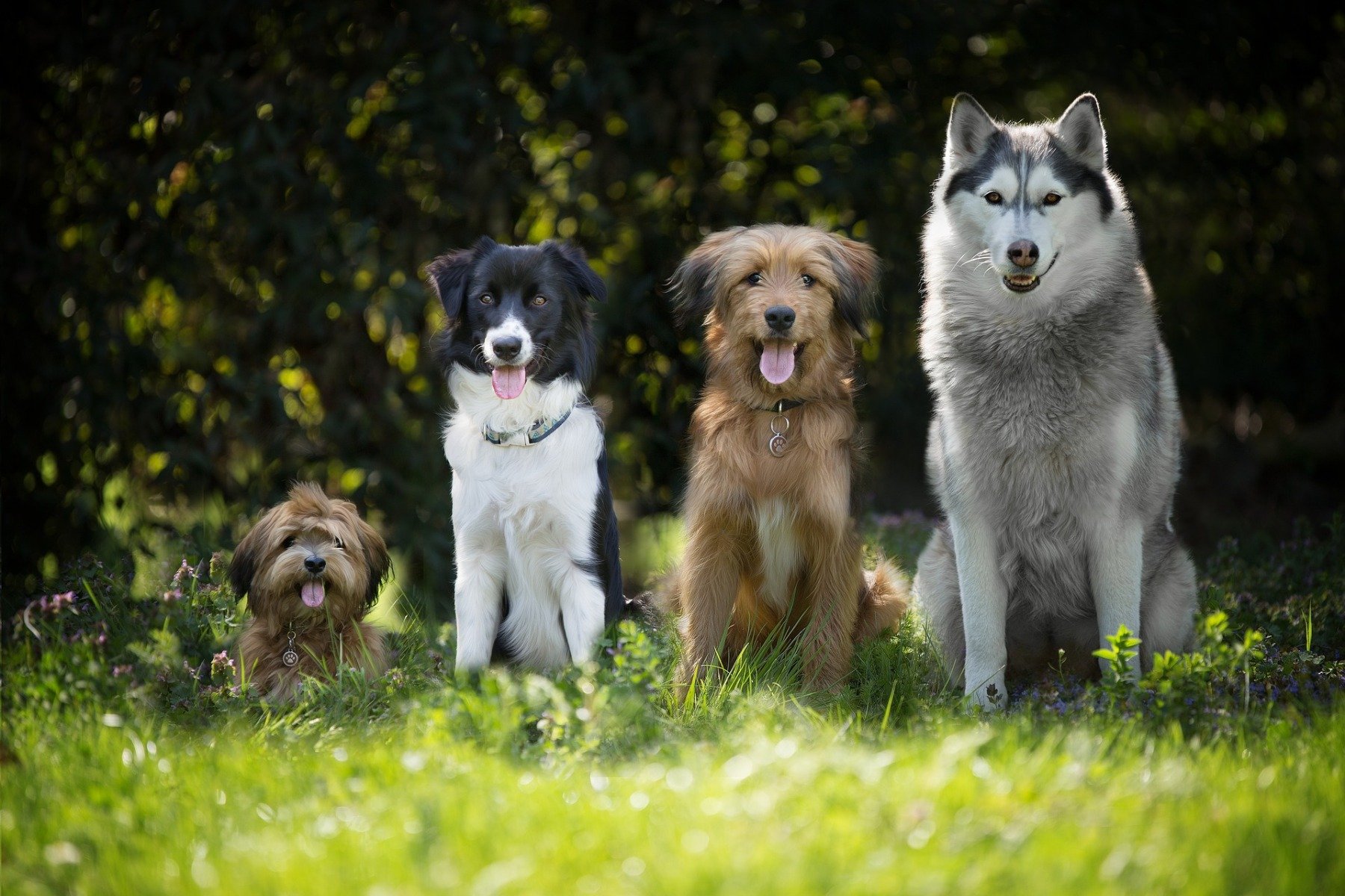Gruppe von Hunden