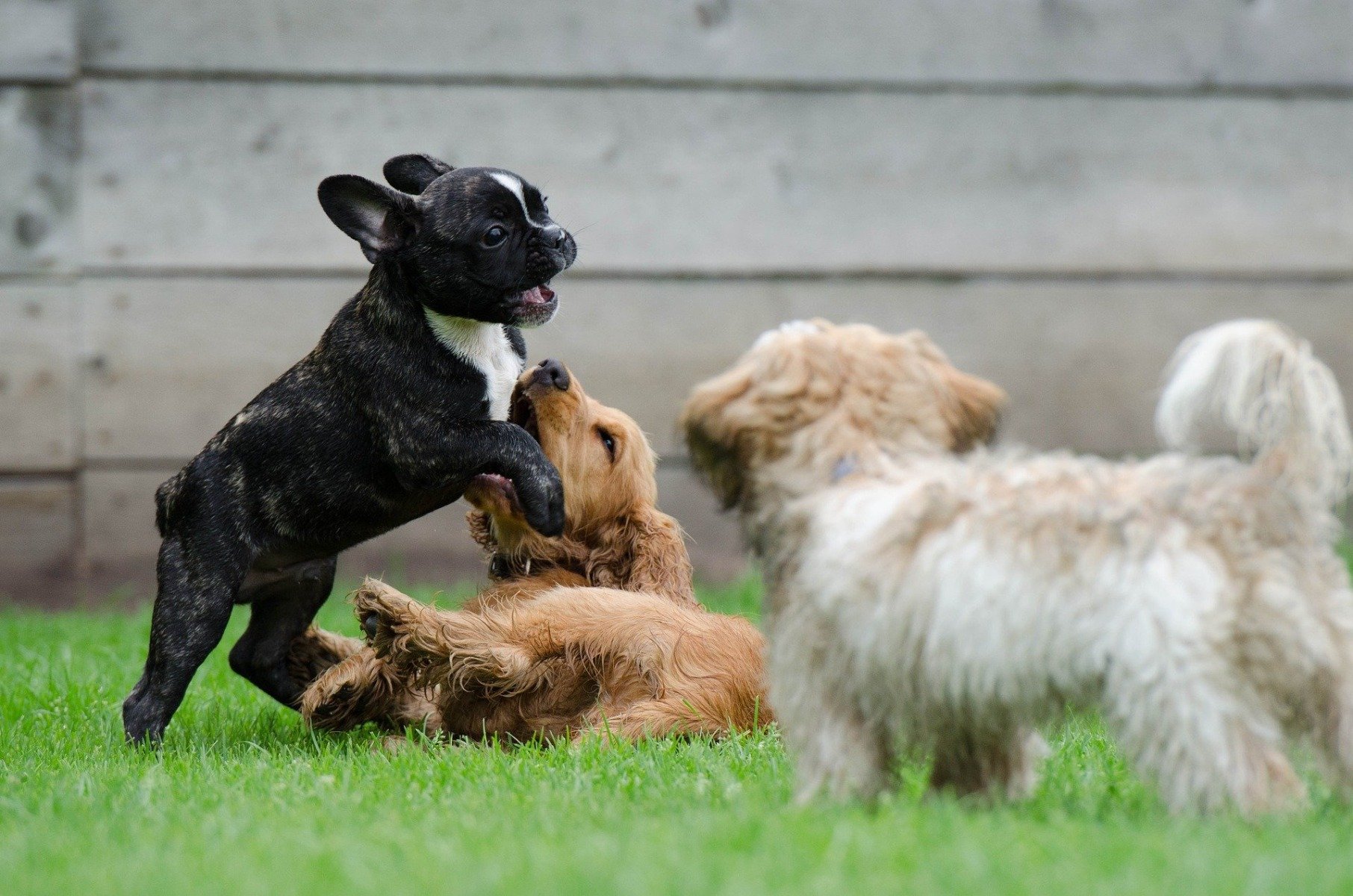 Spielende Welpen in der Hundeschule