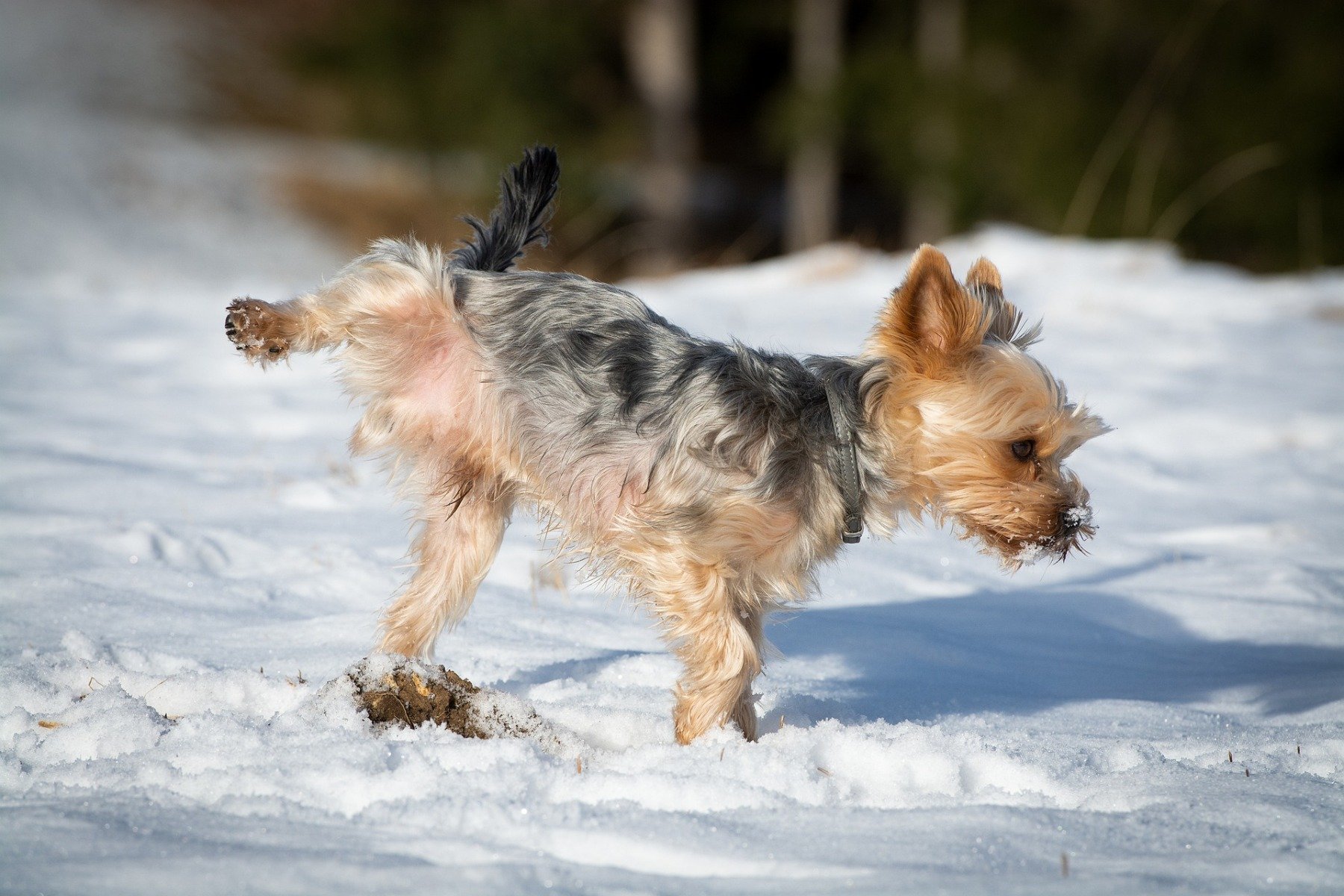 akute bakterielle prostatitis hund)