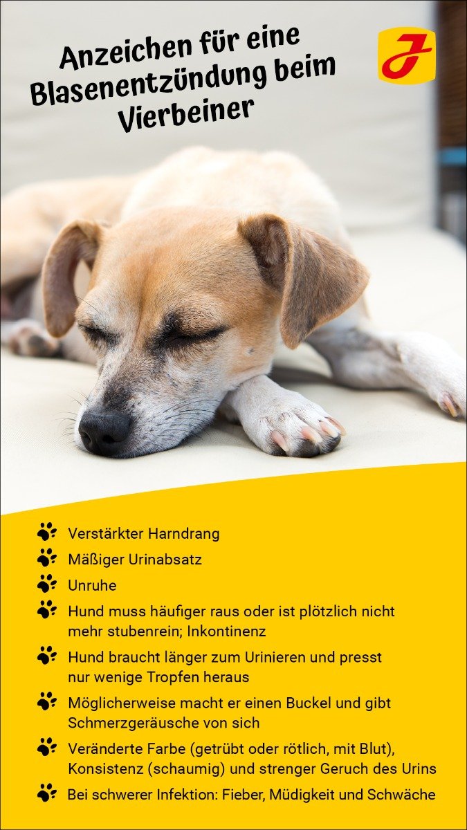 Blasenentzündung beim Hund ▻ und Behandlung