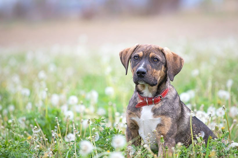 Ein traurig aussehender Hund sitzt in einer Blumenwiese