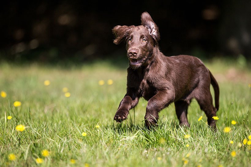 Ein brauner Hund rennt auf einer Wiese