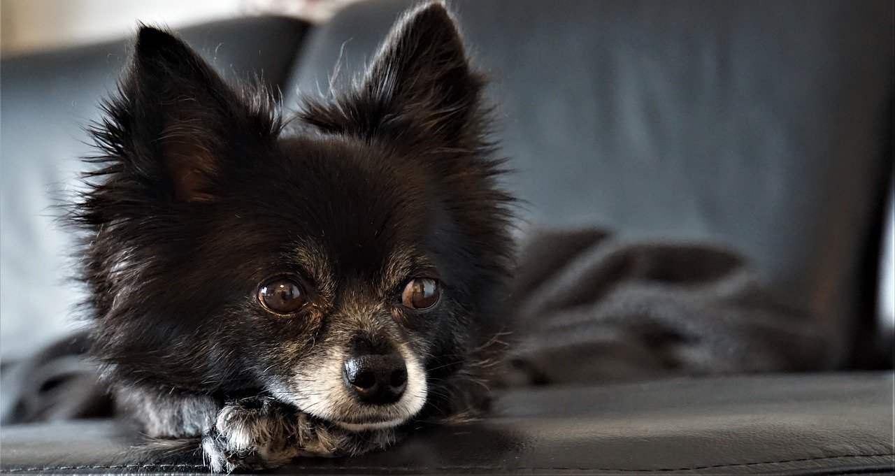 Schwarzer Chihuahua liegt auf schwarzer Couch