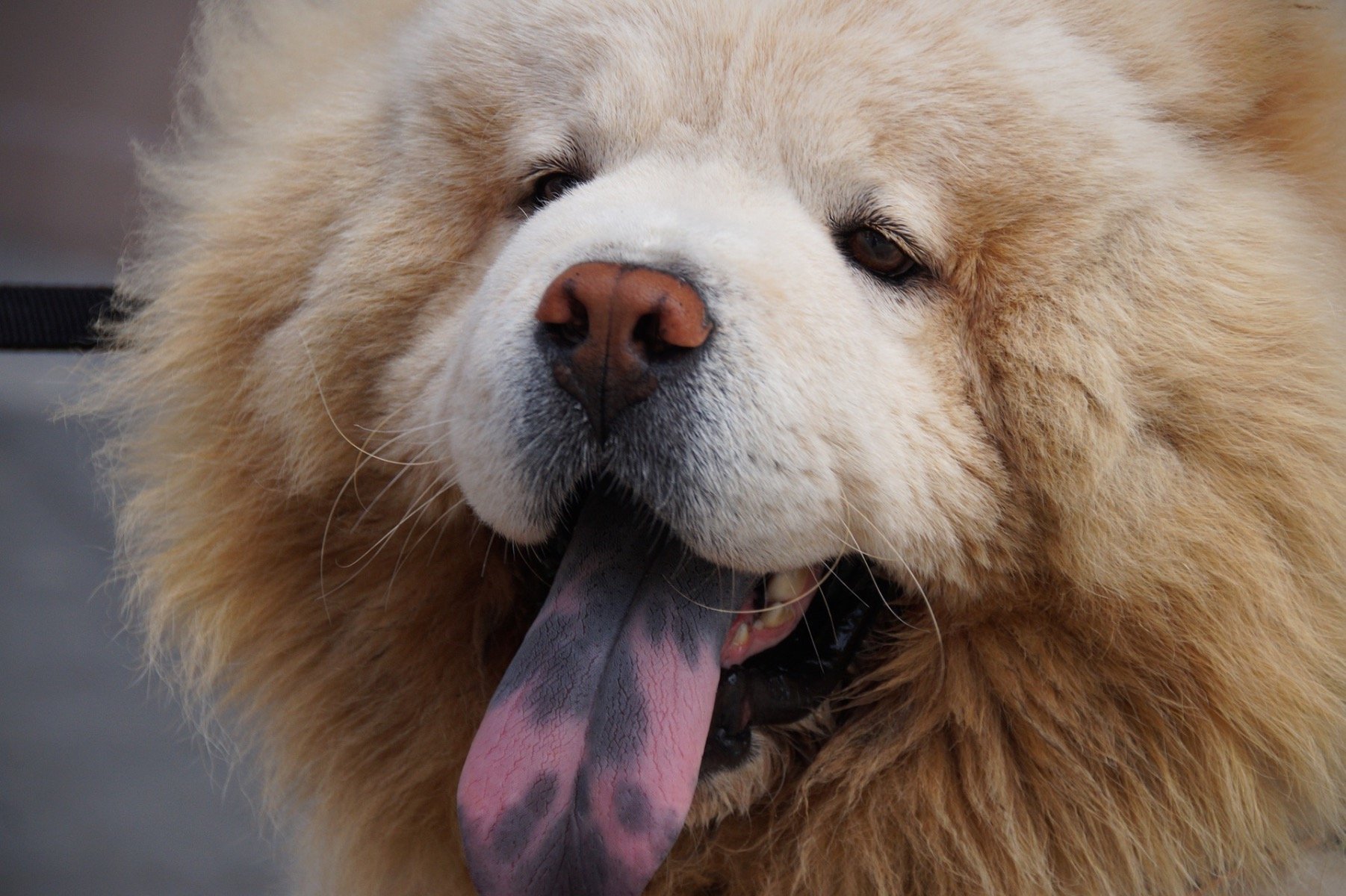 Chow Chow mit blauer Zunge ausgestreckt