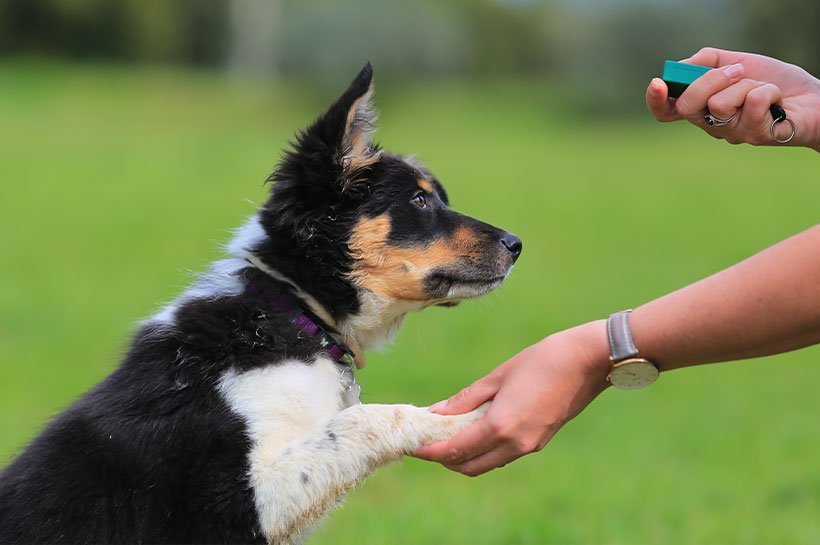 Welpe lernt mit Clicker Pfötchen geben