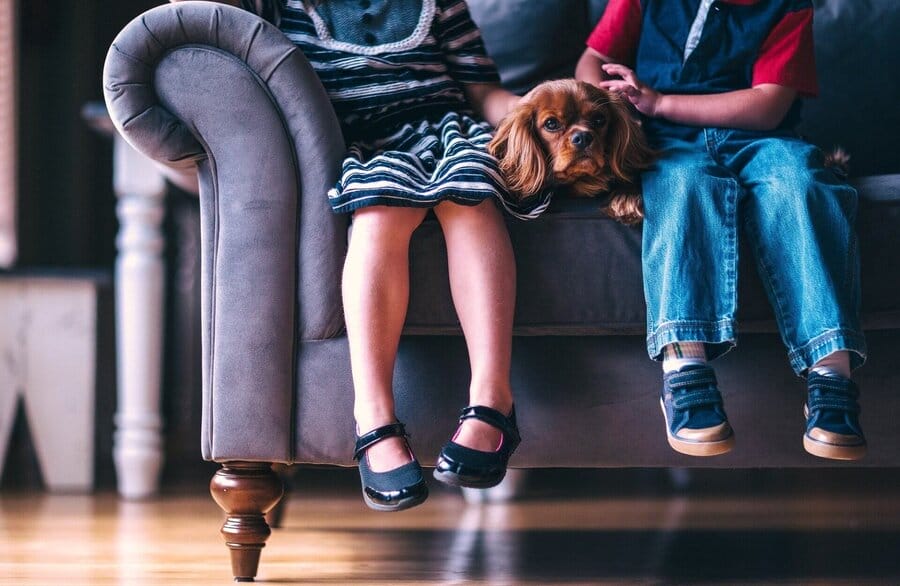 Spaniel auf der Couch zwischen zwei Kindern