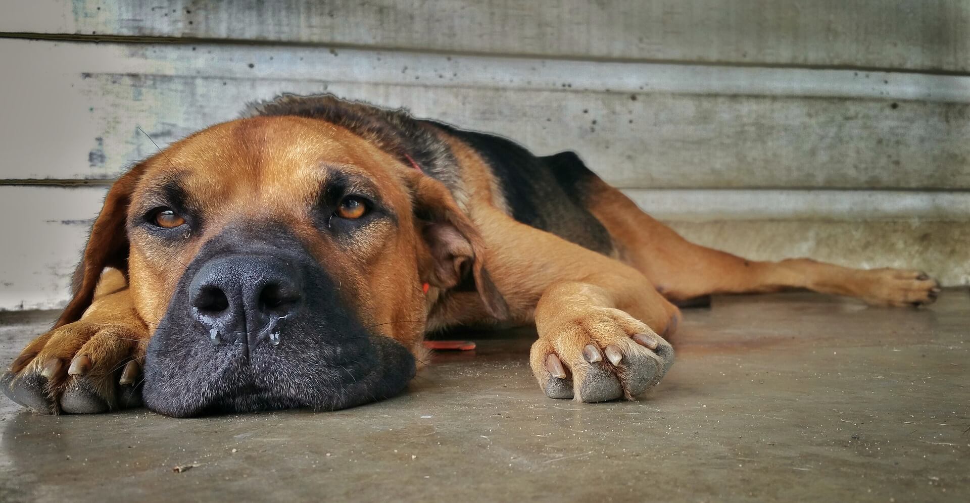 Hund liegt auf dem Boden und schaut in die Kamera