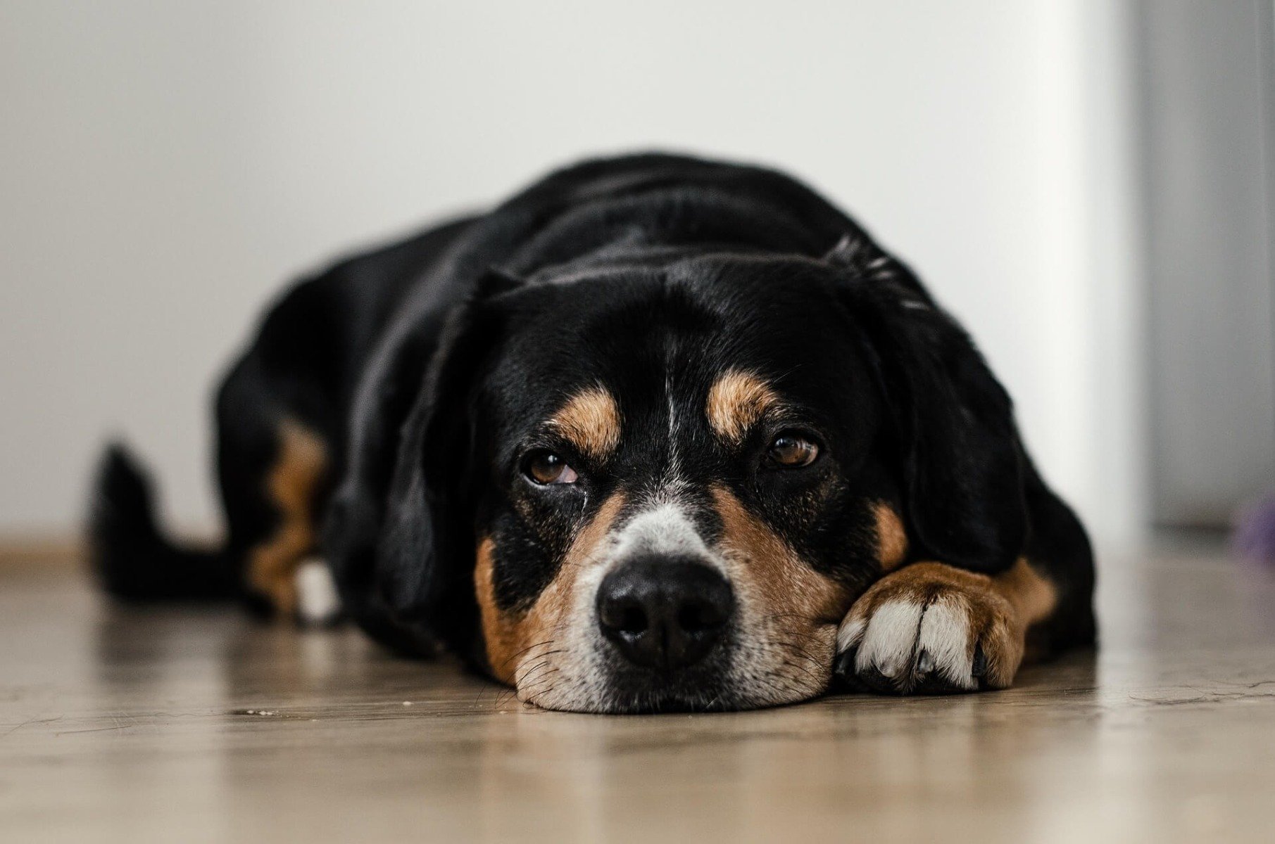 Hund liegt auf Fußboden