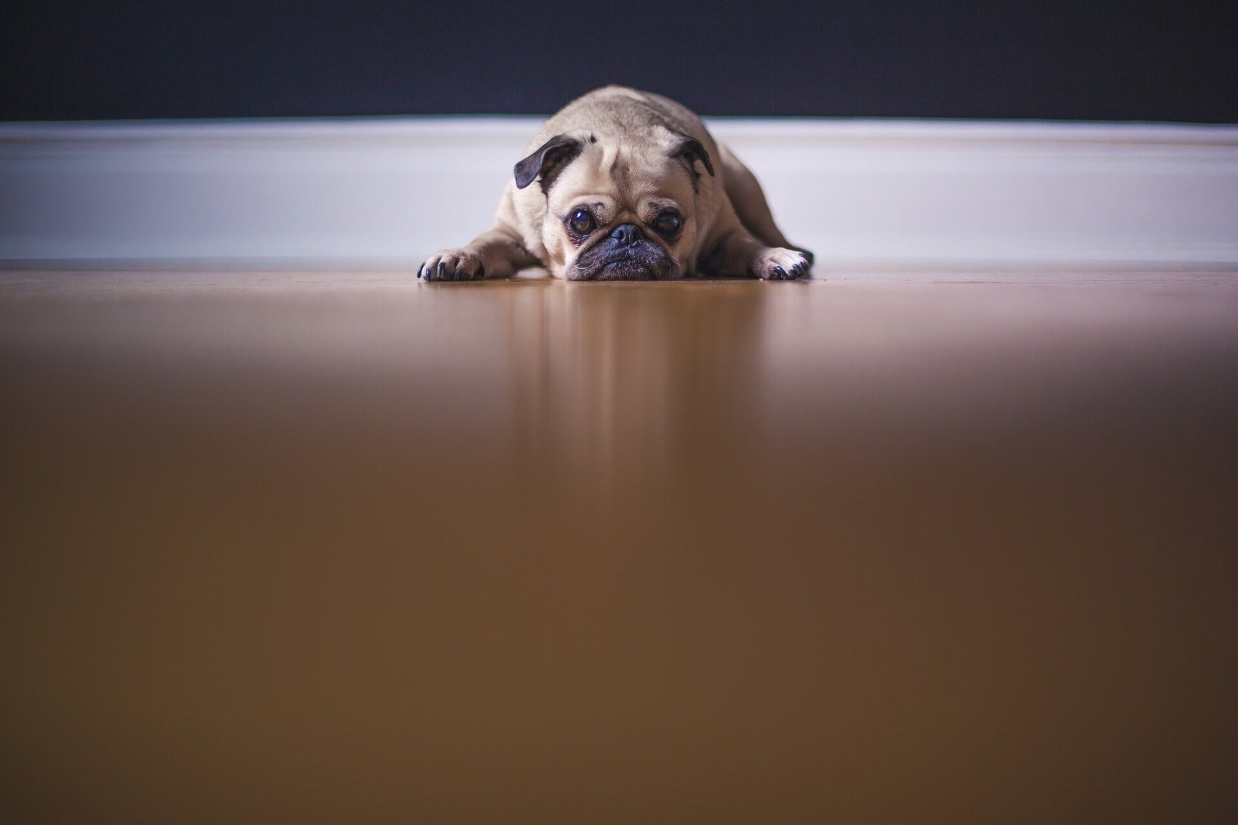 Mops liegt traurig auf dem Boden