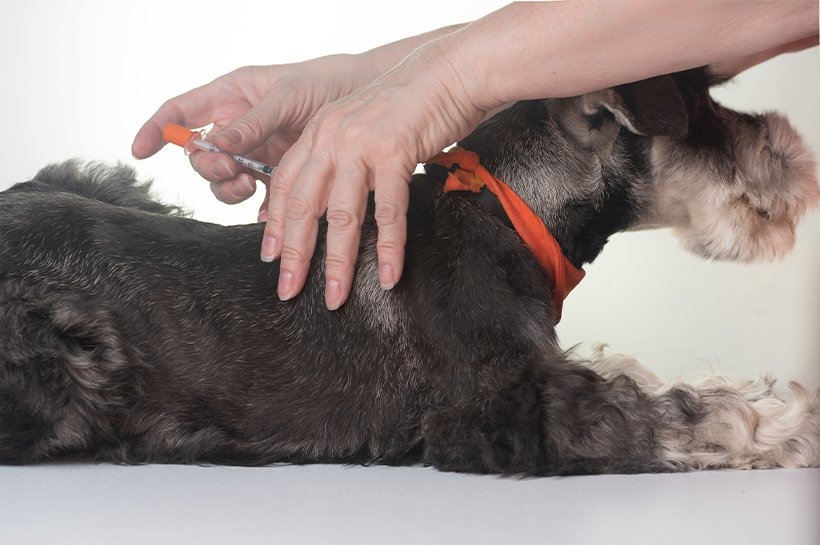 Ein Schnauzer von der Seite im Liegen bekommt eine Spritze in seine Nackenfalte.