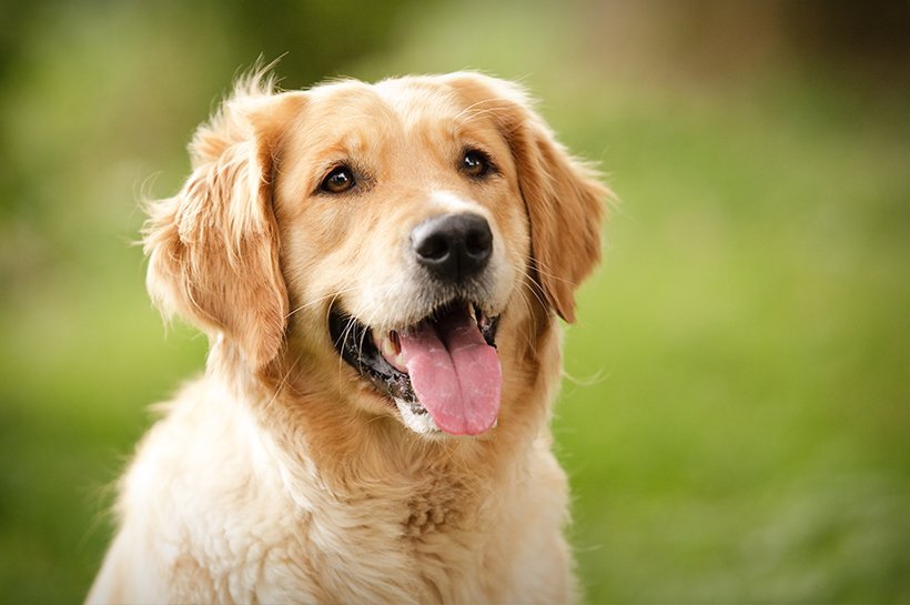 Golden Retriever lässt die Zunge raushängen.