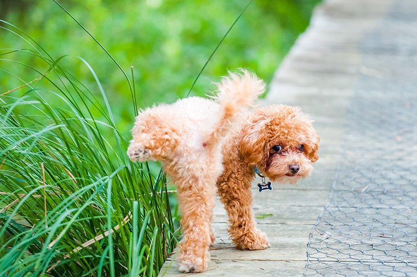 Ein kleiner heller Pudel hebt sein Bein und pinkelt gegen hohes Gras.