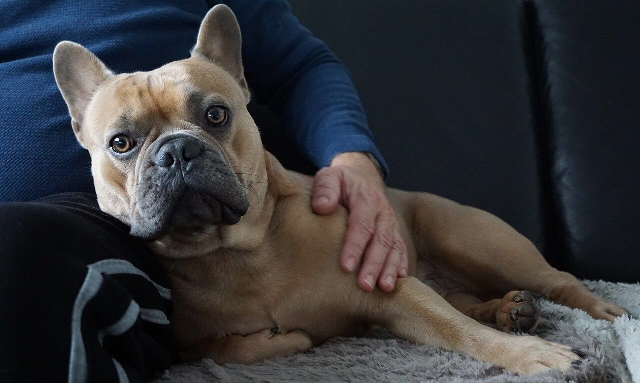 Französische Bulldogge liegt auf Couch angelehnt an Besitzer und wird gestreichelt