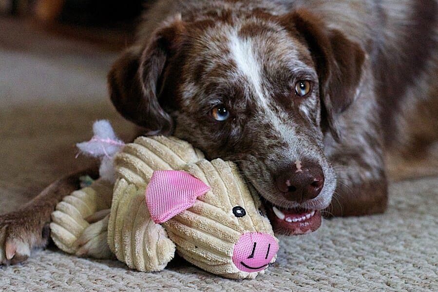 Hund kauend auf Spielzeug-Schwein