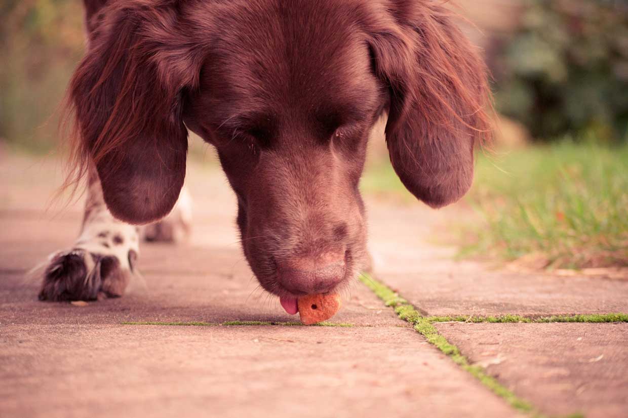 Hund hat Durchfall - Ursachen 