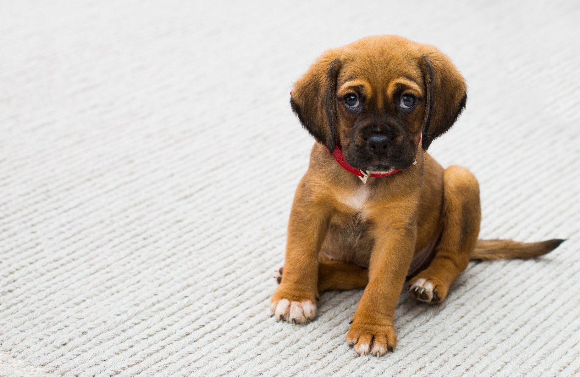 Fellwechsel Beim Hund So Kannst Du Deinen Hund Unterstutzen In 2020 Hunde Hundegesundheit Fellwechsel Hund