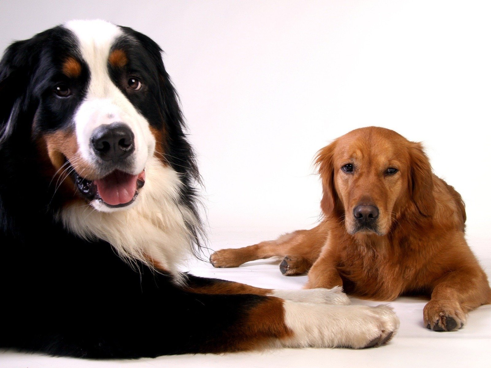 Ein Berner Sennenhund und ein Goldenretriever liegen nebeneinander auf dem Boden.