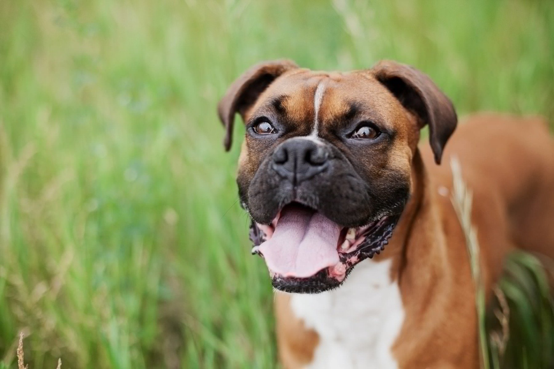 Ein brauner Boxer schaut hechelnd nach oben.