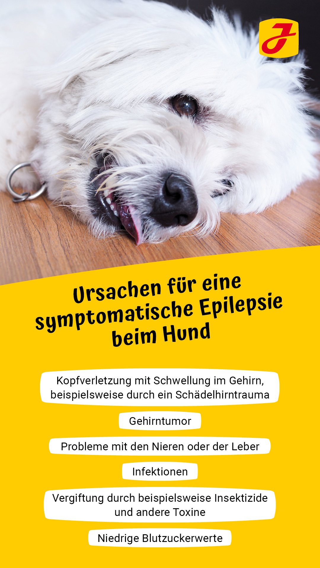 Epilepsie beim Hund was bedeutet das für Ihre Fellnase?