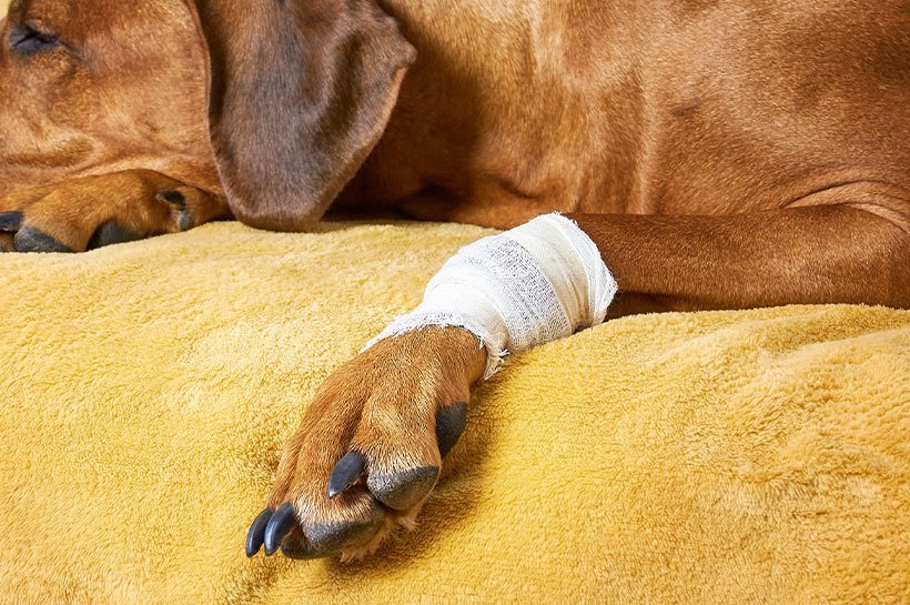 Schlafender Hund liegt auf einer gelben Decke mit einer Wundenpresse um den Knöchel.