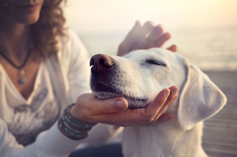 Weißer Labrador wird von seinem Frauchen behutsam gestreichelt.