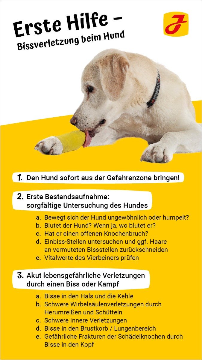 nasenbluten beim hund