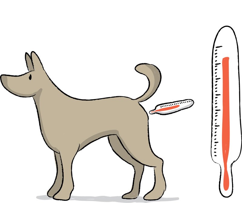 temperatur hund messen