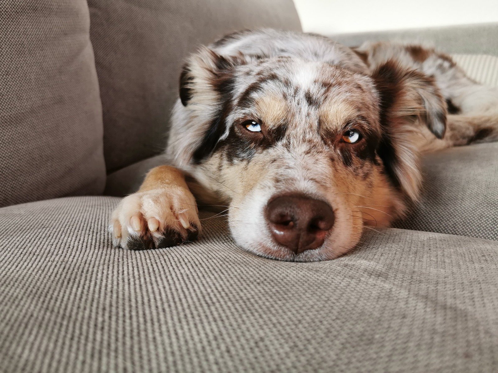 Hund liegt, Kopf auf den Pfoten, schaut krank oder traurig