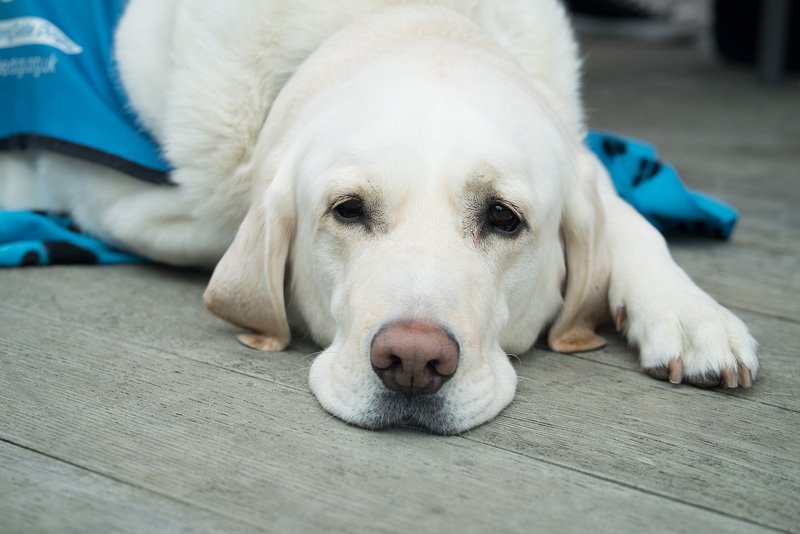 Erste Hilfe beim Hund Notlagen erkennen & richtig handeln