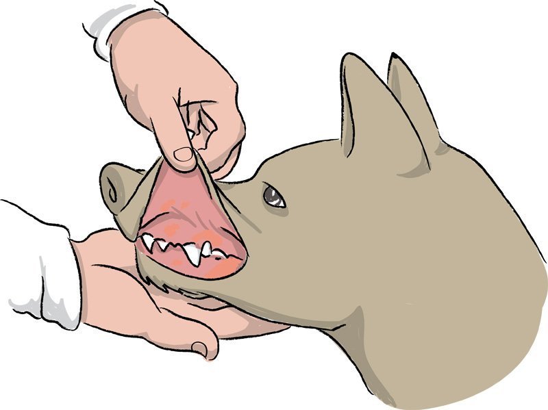 Erste Hilfe beim Hund Notlagen erkennen &amp; richtig handeln