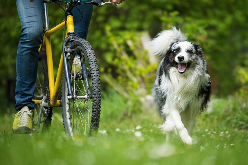 Ein Collie läuft freudig neben einem gelben Fahrrad auf einer Wiese.