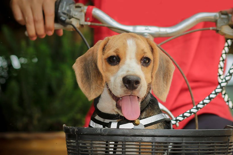 Beagle in einem Fahrradkörbchen