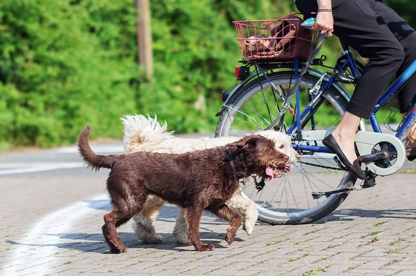 Zwei Hunde laufen parallel neben einem Fahrrad