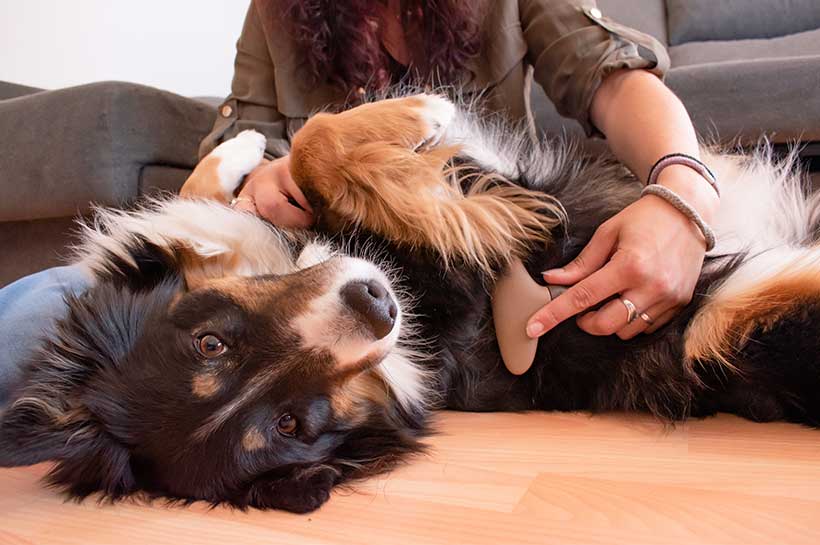 Hund wird gebürstet