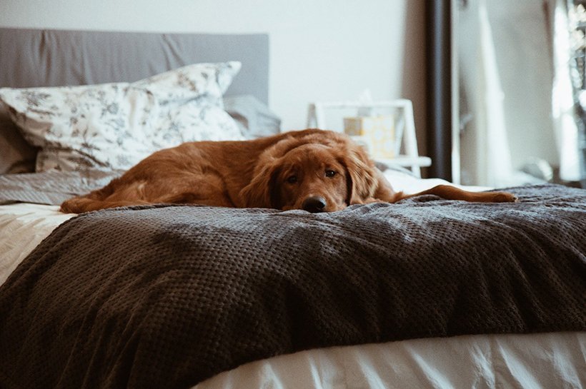 Chesapeake-Bay-Retriever liegt auf Bett