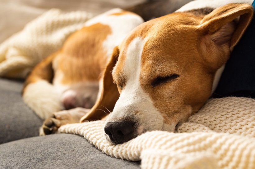 Beagle schläft auf einer hellgelben Wolldecke auf einem Sofa